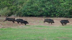 eastvale, wild pigs