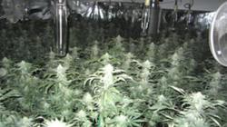 Plants seized during investigation. Picture courtesy of Eastvale Police Dept.