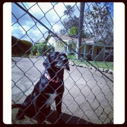 Job greeting his foster family at the gate as they pull up.  He still has some fear but is getting better, and wags his tail to greet them. Photo Courtesy: Erika Allis