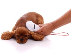 (Photo Courtesy:  ipaws.com) A microchip reader shows this pup is protected.
