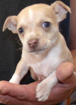 “Please be my Valentine.”  This little pocket-pup – and others like him - is available in Corona. (Photo Courtesy:  Petfinder.com)