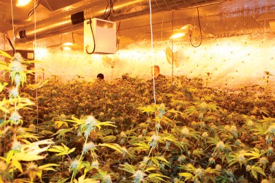 (Photo Courtesy:  Pomona PD) Elaborate marijuana grow operation in Pomona