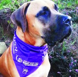 Photo Courtesy:  Bark For Life of Chino Valley 