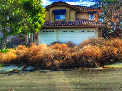 Photo courtesy of Facebook A driveway covered with tumbleweeds greeted this Chino Hills’ homeowner. 