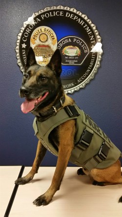 Photo Courtesy of Corona PD