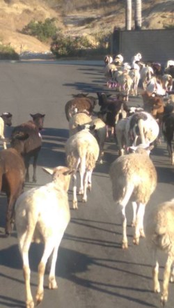 Photo courtesy: Walnut Diamond Bar Sheriff’s Station: A herd of about 60-70 goats made the great escape into the Walnut/Diamond Bar area on July 28.