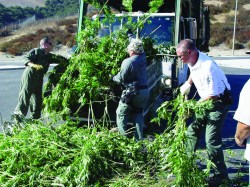 9-26-marijuana-raid-pic